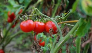 BAŠTOVANSKI TRIK KOJI MALO KO ZNA: Zalijte paradajz i krastavac ovim rastvorom i rađaće više nego ikada