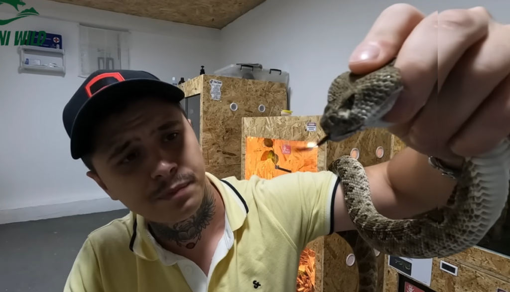 KOBRE I ZVEČARKE DRŽI KAO LJUBIMCE: Benjamin iz Ilijaša je jedini vlasnik egzotičnih otrovnica u BiH (VIDEO)