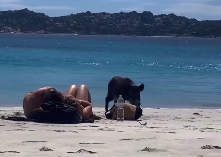 DIVLJA SVINJA UTRČALA NA PLAŽU: Hit snimak se širi na mrežama (VIDEO)