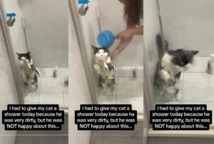 „НА КРАЈУ ЈЕ ПРИХВАТИО СУДБИНУ“: Снимак мачка који покушава избјећи купање освојио је ТикТок (ВИДЕО)