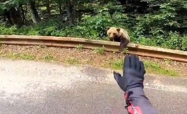 URNEBESNO: Medvjed stajao tik uz čestu, motociklist ga “pitao za put do Valjeva” (VIDEO)