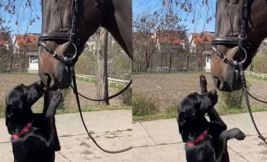 „ONA JE DIO TIMA“ Četa konjanika Policijske brigade dobila novog člana, pas Milica se ne razdvaja od njih (VIDEO)