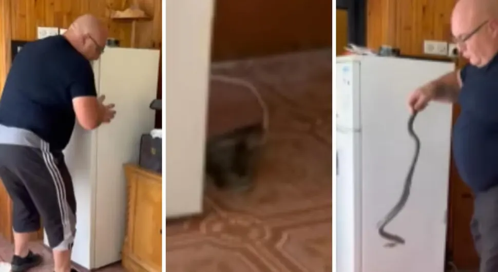 SKRIVAO SE IZA FRIŽIDERA: Srpski zmijolovac uhvatio kapitalca (VIDEO)