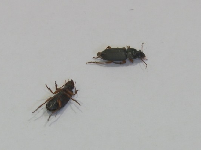 NEMA ČEGA NEMA: U Mostaru na muci zbog pacova, u Banjaluci žohari, a Posavina se bori sa komarcima