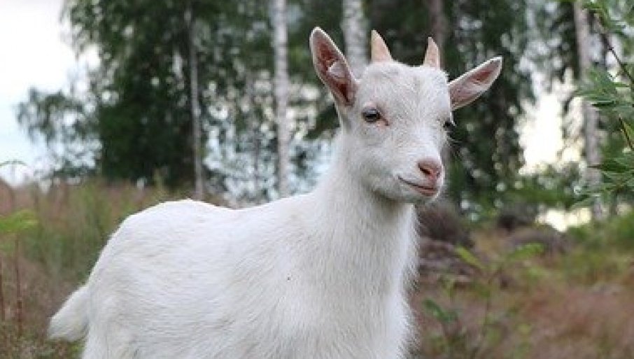 „POKLON“ OD PUTINA ZA KIMA: Rusija poslala Sjevernoj Koreji 440 koza da ublaži nestašicu hrane