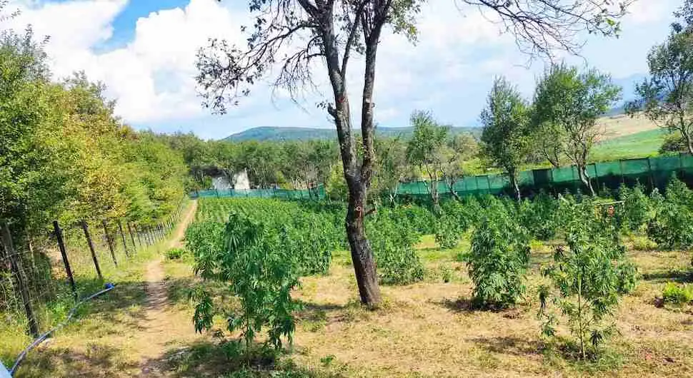 PREDUZETE MJERE: Kod Bihaća pronađena plantaža sa 3.000 stabljika marihuane