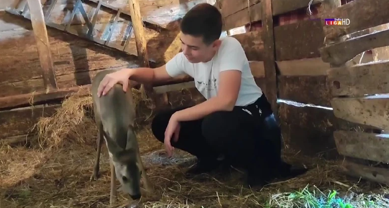 „JA KAD UĐEM U ŠTALU ONA JE PRESREĆNA“: Nikola našao nesvakidašnjeg kućnog ljubimca u šumi, dok je brao jagode (VIDEO)