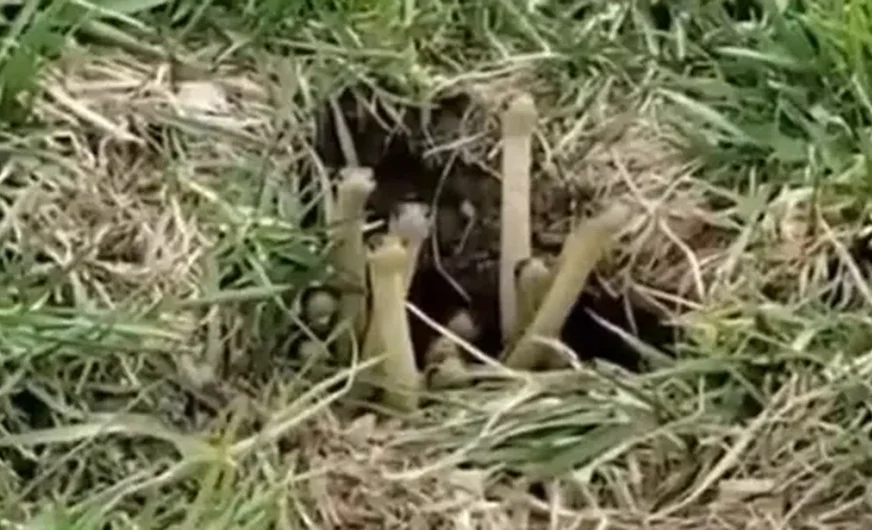 JEZIV PRIZOR: Mislio je da snima gljive, a onda se desilo nešto što nije očekivao (VIDEO)