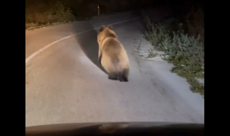 NEZVAN GOST: Medvjed snimljen na putu Berkovići-Nevesinje (VIDEO)