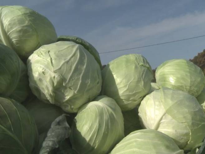 РОДИО КУПУС У СРПСКОЈ: Семберски произвођачи трљају руке, ево за колико га продају