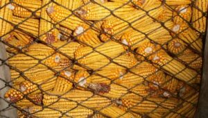 NESVAKIDAŠNJA KRAĐA: Lopovi ukrali nekoliko tona kukuruza