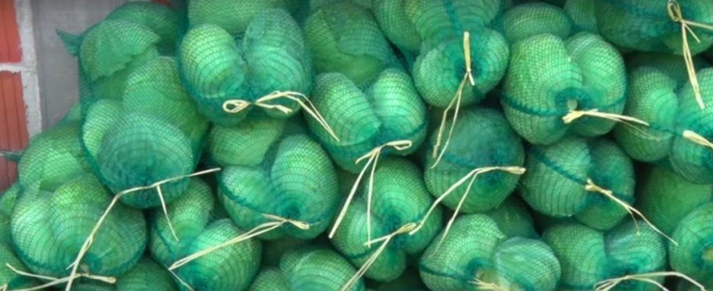 KUPUS U BANJALUCI SKUPLJI NEGO LANI: Uprkos poskupljenju domaćice odane tradiciji spremanja zimnice