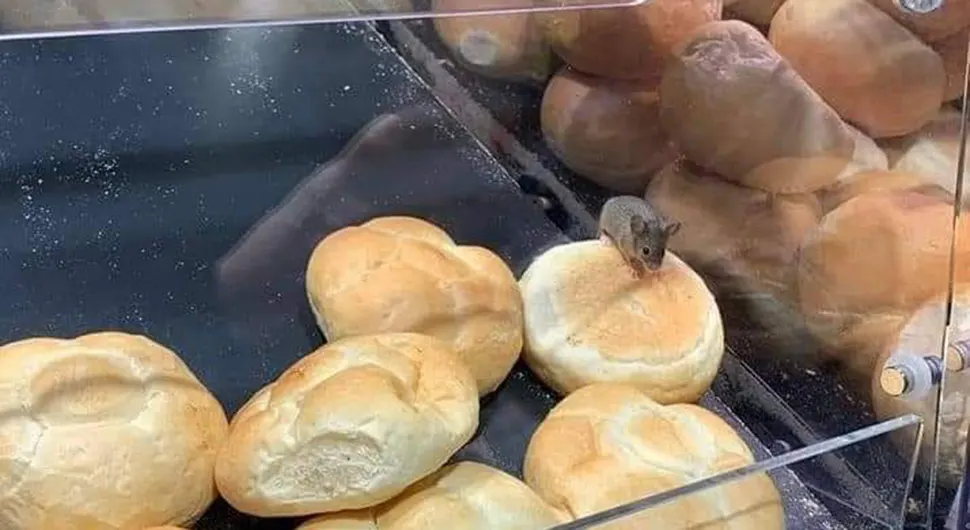 „NEZVANI GOST“ U PEKARI: Snimljen miš među pecivima (FOTO)