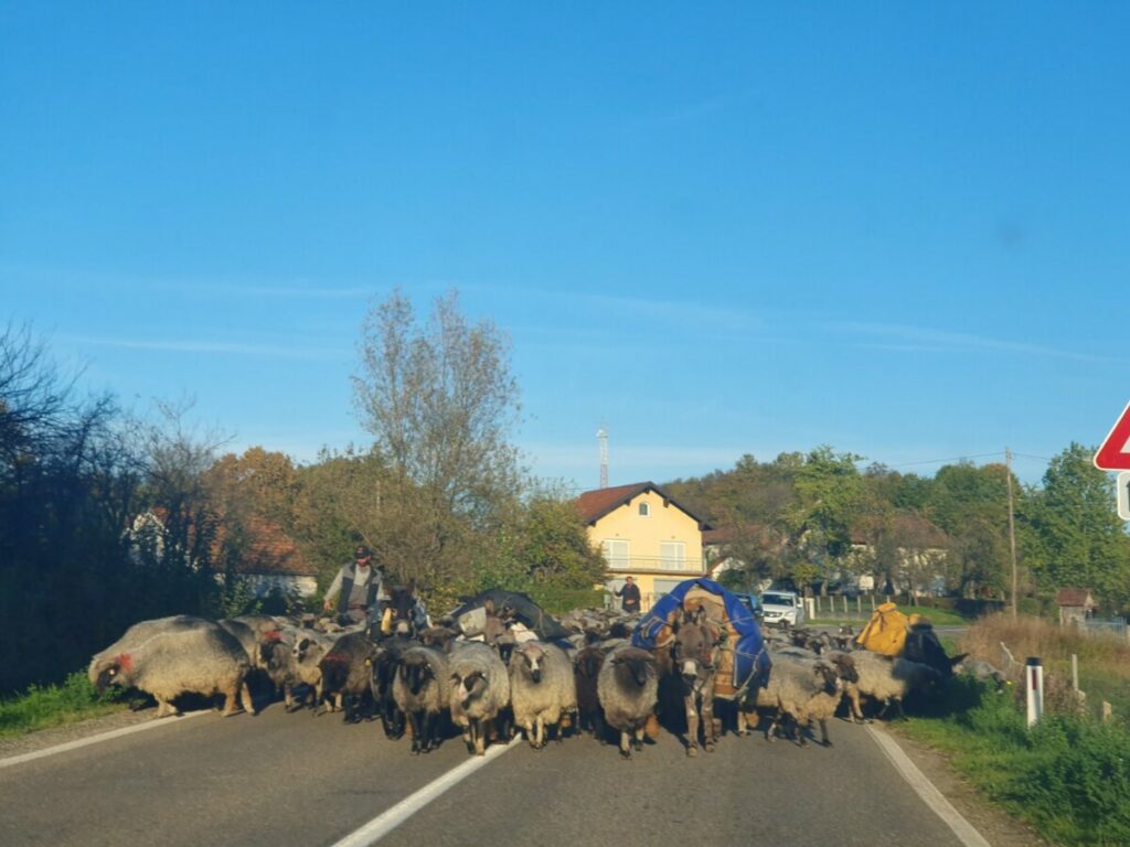 OTEŽAN SAOBRAĆAJ: Stado ovaca na putu kod Prnjavora (FOTO)