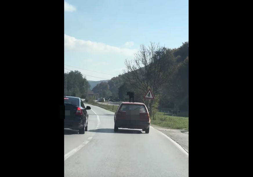 „TREBA PLATITI DEBELU KAZNU“: Muškarac iz BiH vozio psa na krovu golfa, javnost zgrožena (VIDEO)