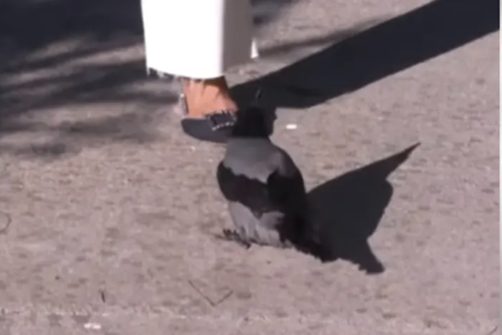 PTICA ULETJELA U KADAR, PA URADILA NEŠTO NEOČEKIVANO: Vrana napala reporterku dok je razgovarala sa sagovornicom (VIDEO)