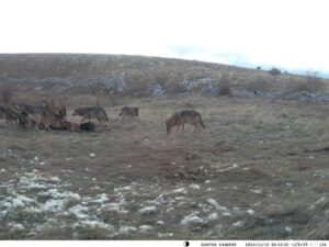 ЧОПОР ВУКОВА ПОЈЕО КОЊА: Све више дивљих животиња у Ливну (фото)