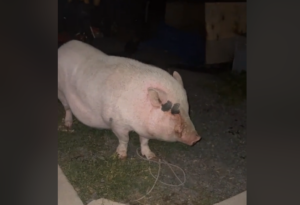 СВИЊА СЕ НАПИЛА ПИВОМ: Урнебесан видео кружи друштвеним мрежама