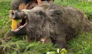 TEŽAK PREKO 160 KILOGRAMA: Odstrijeljen vepar kapitalac u Derventi (FOTO)