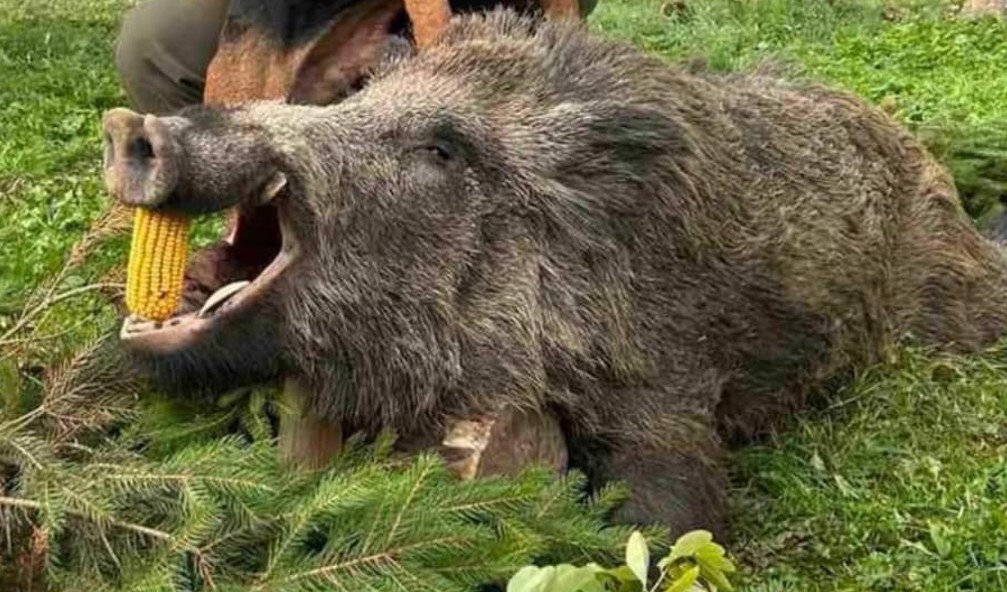 TEŽAK PREKO 160 KILOGRAMA: Odstrijeljen vepar kapitalac u Derventi (FOTO)