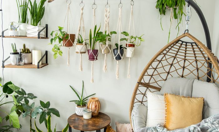 ТРИК ЗА ЊЕГУ КУЋНИХ БИЉАКА: На овај начин биће здраве и зелене током цијеле зиме