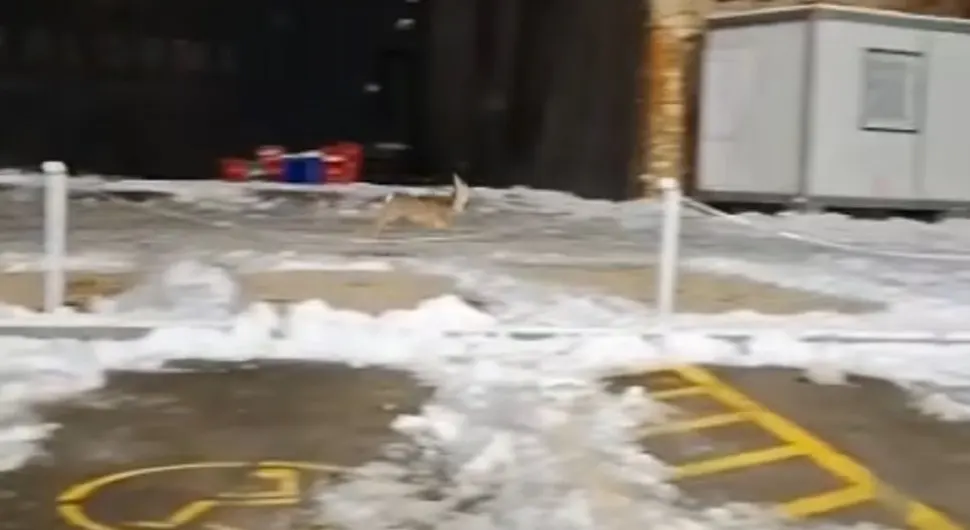 DOLUTALO NA BANJALUČKE ULICE: Lane prošetalo centrom grada (VIDEO)