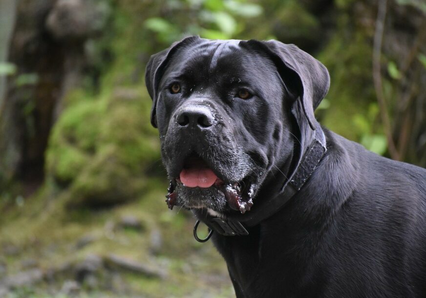 UŽASNI PRIZORI NA BANJ BRDU: Tri psa uginula od posljedica trovanja