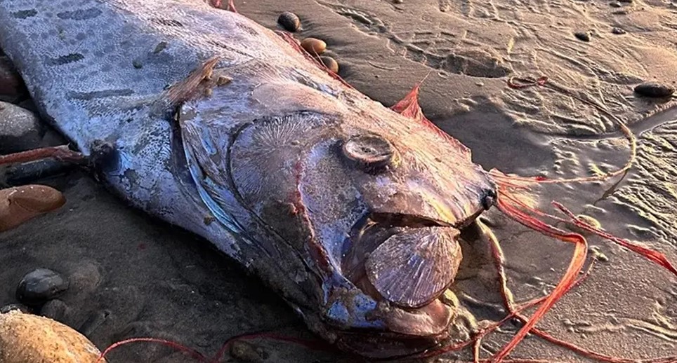 CRNO NAM SE PIŠE? Pojavila se „riba sudnjeg dana“