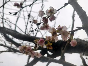 NEOBIČNA POJAVA U PRIJEDORU: Japanska trešnja procvjetala u decembru