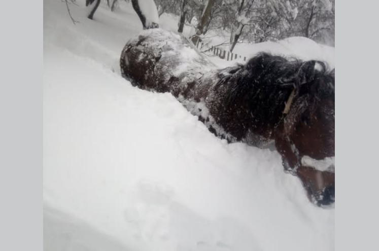 KO ZNA ŠTA MU JE SA GAZDOM… Žalosna slika iz Kneževa, konj zameten u snijegu (FOTO)