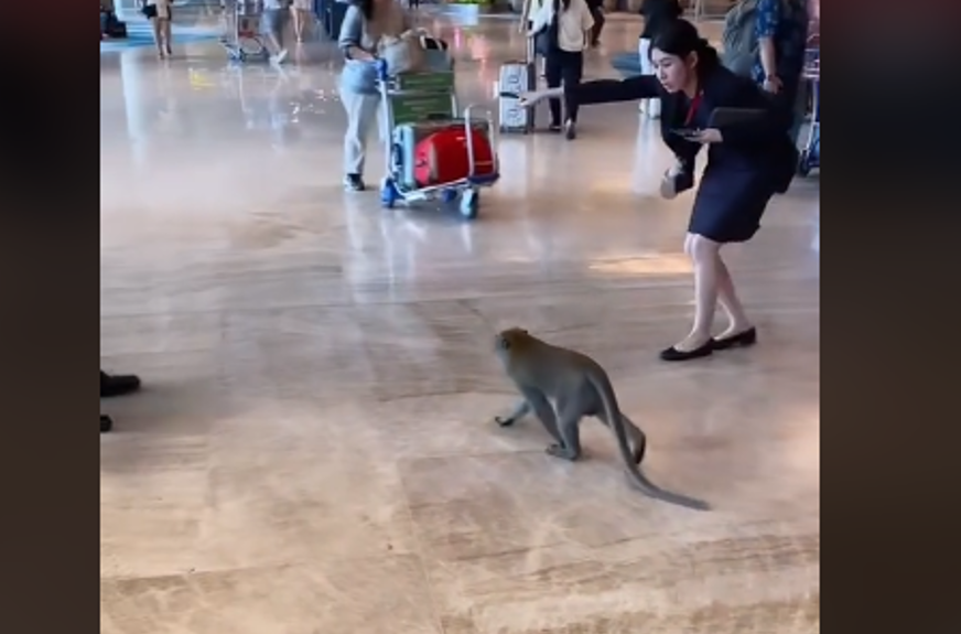 SENZACIJA NA INTERNETU: Majmun zalutao na aerodromu u Singapuru i oduševio cijeli svijet (VIDEO)