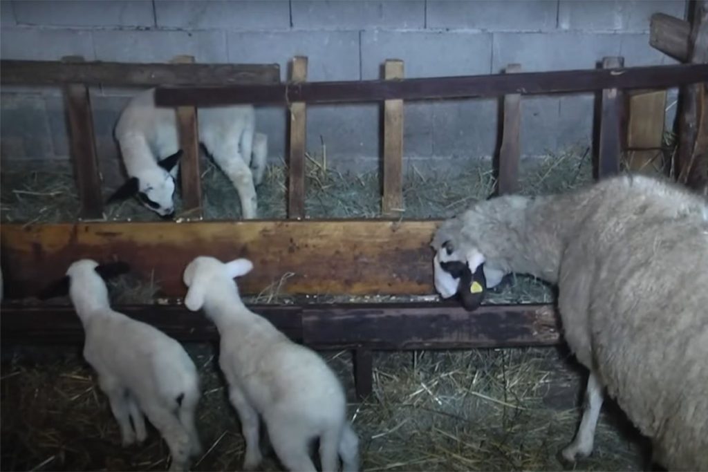 DOMAĆINI U ČUDU: Dvije ovce ojagnjile 13 jagnjadi (VIDEO)