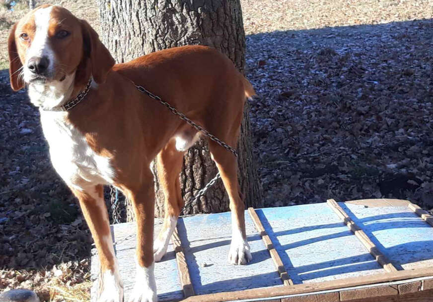 NEVJEROVATNA PRIČA: Pas Simba se vratio vlasniku iz Drvara u Livno poslije 8 godina