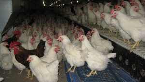 ВАНРЕДНЕ МЈЕРЕ У СРПСКОЈ ЗБОГ ПТИЧИЈЕГ ГРИПА: Болест се појавила и у Петрову, стиже помоћ фармерима