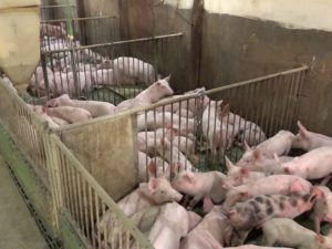 POST OBORIO CIJENE: Iako su prasići jeftini, potražnje skoro i da nema