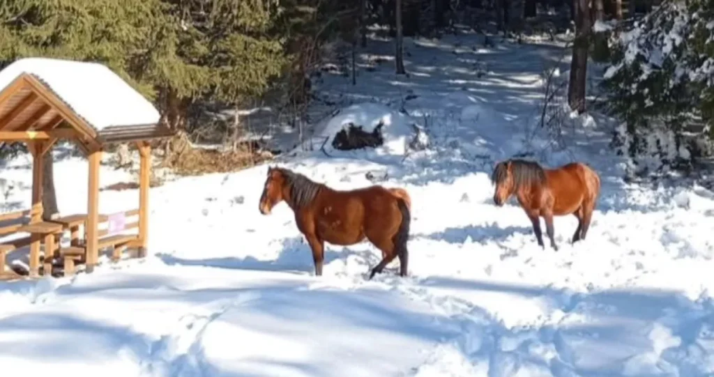NESVAKIDAŠNJI PRIZOR NA TREBEVIĆU: Divlji konji bezbrižno hodali kroz snijeg (FOTO)