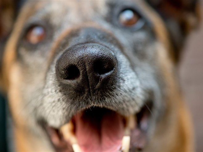 PAS NAPAO DIJETE: Policajac zapucao da bi ga spasio