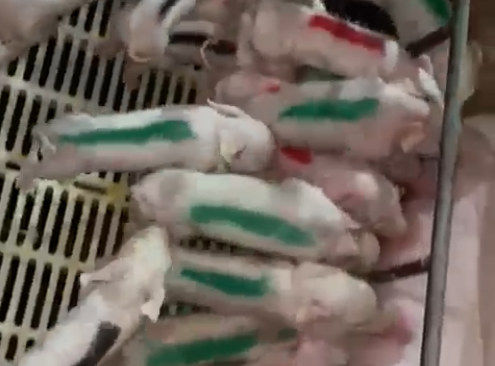 KRMAČA OPRASILA 45 PRASIĆA: Stručnjaci otkrili ključne faktore