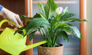 DA LI VEĆ IMATE SPATFILUM? Sobna biljka koja čisti vazduh i enterijeru daje dozu elegancije, a ne zahteva posebnu pažnju