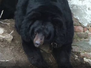 MEDVJED „VRŠLJA“ PO SELIMA: Upao domaćinu na imanje i zaklao jarca vrijednog 1.000 evra