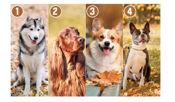 ODLIČAN NAČIN DA UPOZNATE SEBE: Izaberite psa sa slike i saznajte svoje najvažnije osobine