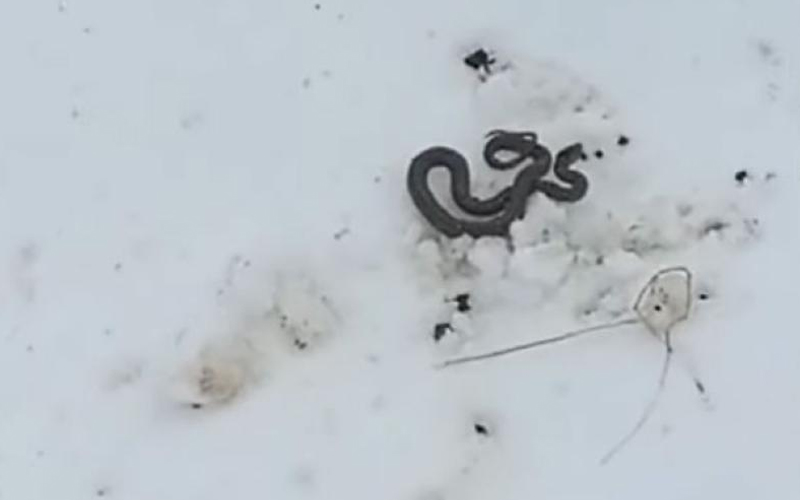 NEOBIČNA SITUACIJA NA ČEMERNU: Radnici u Hercegovini pronašli šargana u snijegu