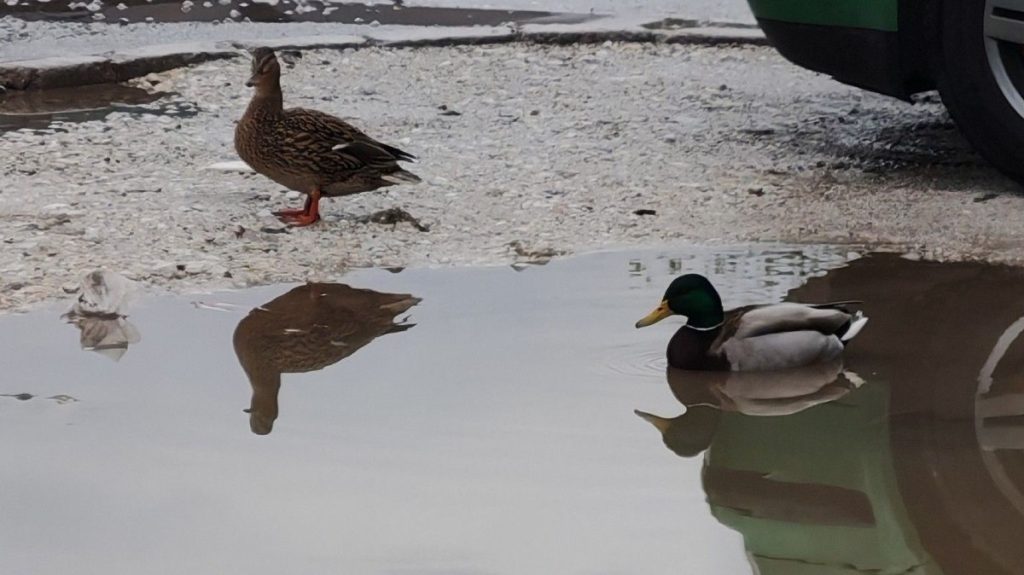 „ДА МИ ЈЕ НЕКО НЕКАД РЕКАО…“ Светлана Ценић снимила патке у локвама на улици (ФОТО)