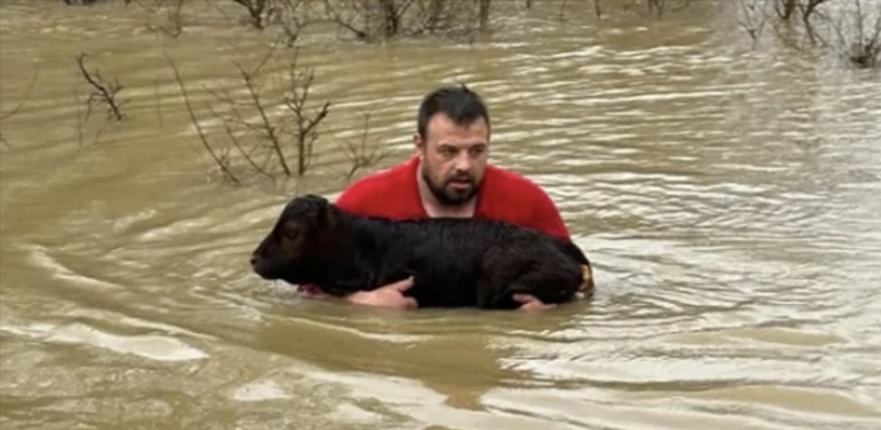 HRABAR ČIN: Muškarac skočio u ledenu vodu da spasi tele koje se davilo
