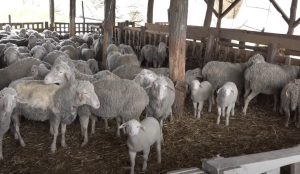 ДОМАЋИНИ ОЧАЈНИ: Шакал заклао 12 јагњади и једну овцу на имању код Вишеграда