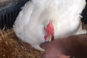 ŠOK U KOKOŠINJCU: Pogledajte kako se farmer Goran frapirao šta je zatekao (VIDEO)