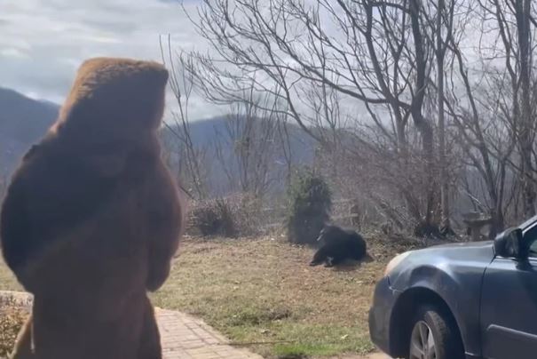 USIJALE SE DRUŠTVENE MREŽE: Medvjed upao u dvorište, a domaćin ga otjera na bizaran način