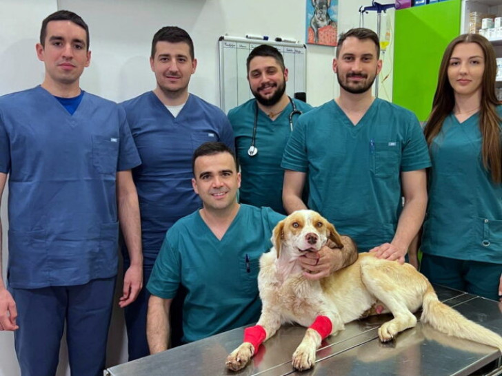 TUŽNA PRIČA SA SREĆNIM KRAJEM: Upucani pas iz Prijedora uspješno operisan