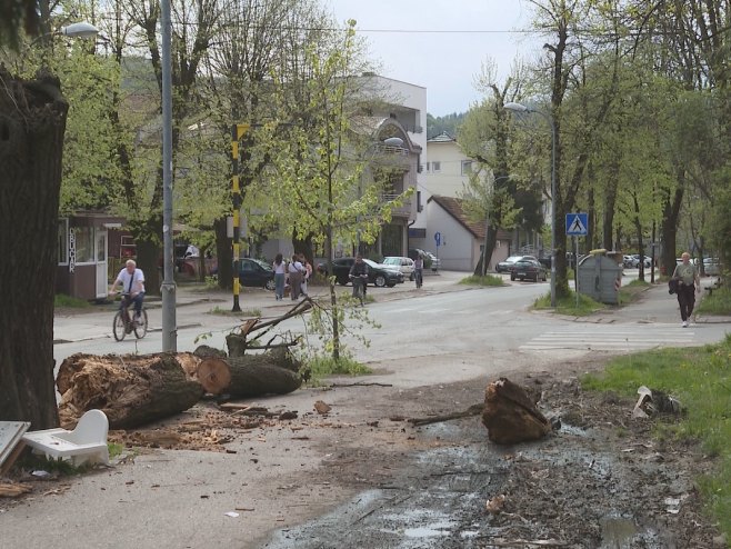 TRAGEDIJA IZBJEGNUTA U ZADNJI ČAS: Srušilo se stablo na prometnu cestu u Banjaluci