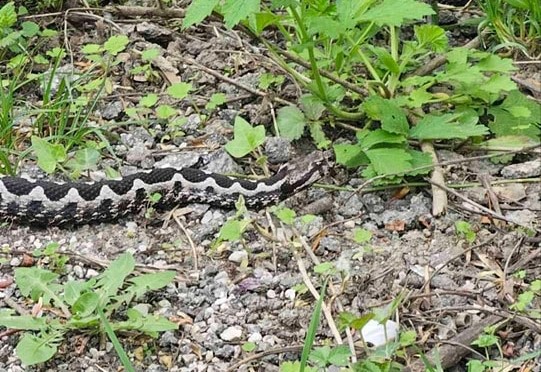 ŠETAČI, OPREZ: Poskok na Banj brdu u Banjaluci (FOTO)